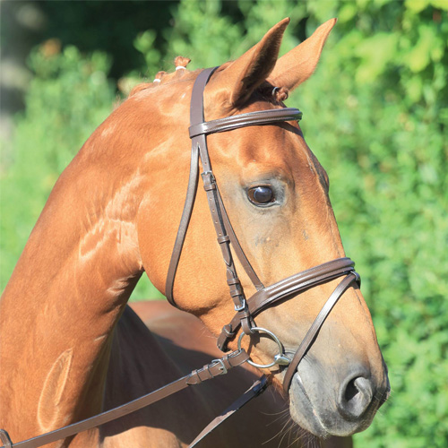 Cabezada Lifestyle - Cob - Café 